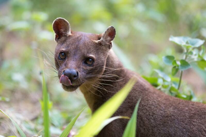 Fossa-ZooParc-1024x683.jpg