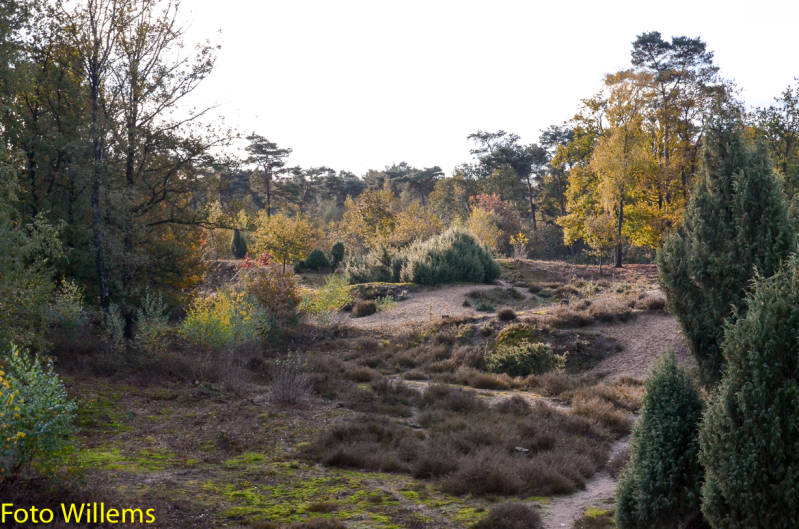 GeslaagdenatuurwerkdagopLoonseDuinen02-11-2019FotoWillems--2.jpg