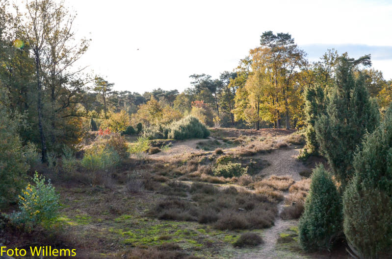 GeslaagdenatuurwerkdagopLoonseDuinen02-11-2019FotoWillems--3.jpg