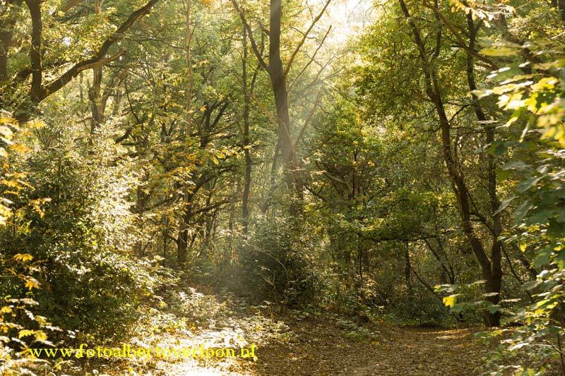 Herfstfotobosoverloon11-10-20151.jpg