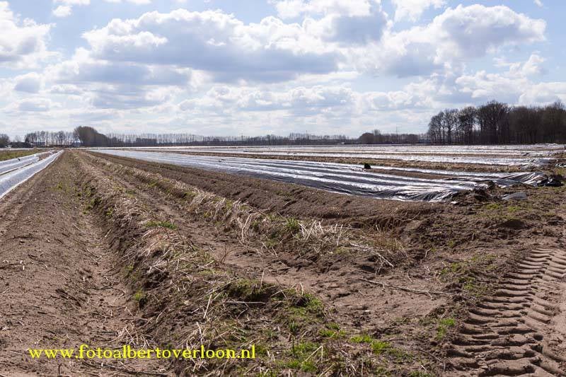 NoggeenaspergesvandekoudegrondakkerbijtelerinOverloonisngrotemodderpoel04-04-20151.jpg