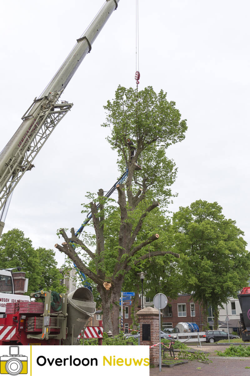 NoodkapmonumentaleboomnaGrotetakbreektaf24-05-2021--15.jpg