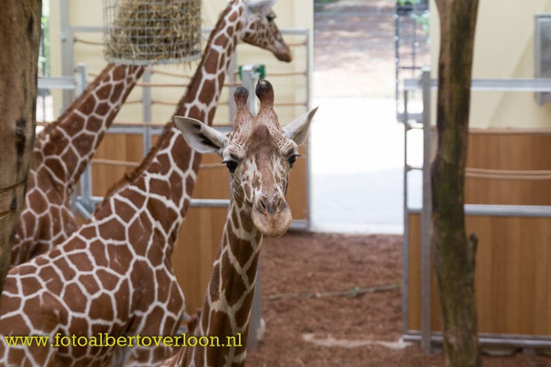 OpeningGiraffenverblijfZooParc37.jpg