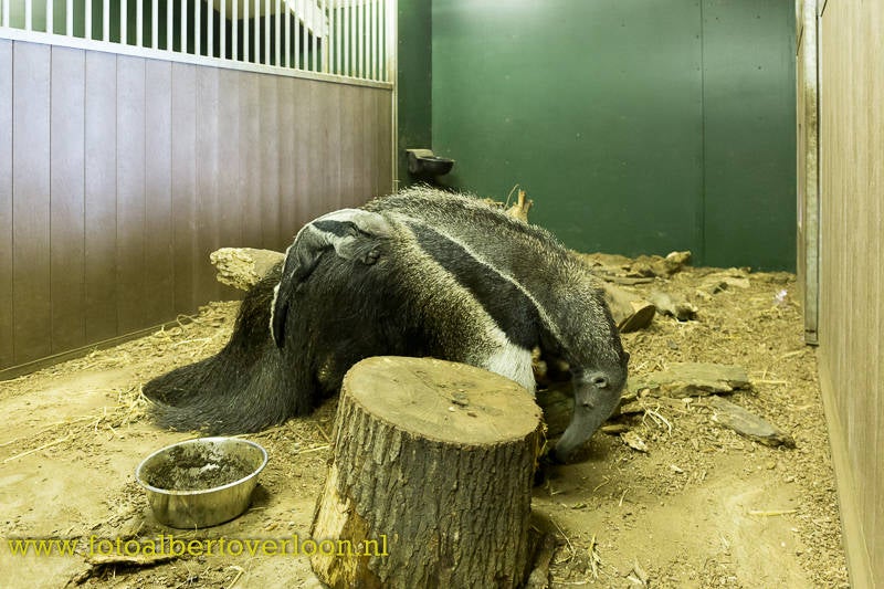ReuzenmierenetergeboreninZooParc3.jpg