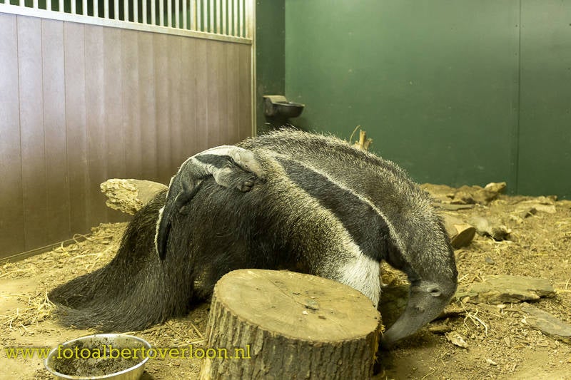 ReuzenmierenetergeboreninZooParc6.jpg