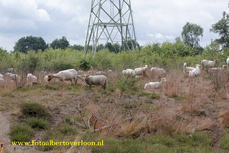 Schaapskuddeopheideinoverloon26-06-20168.jpg
