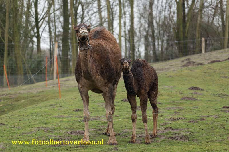 SiberischeTijgersenDromedarissenZooParcOverloon25-03-20162.jpg