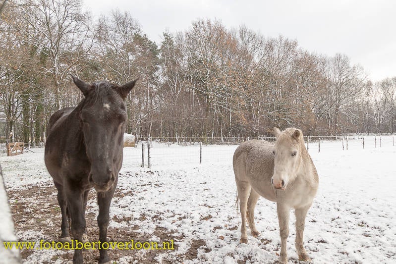 SneeuwkleurtOverloonwit-28.jpg