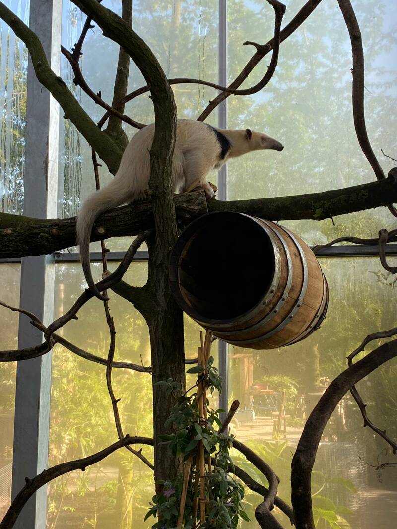 Tamandua2.jpg