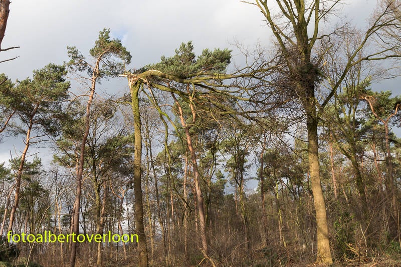 Veelomgewaaidebomendoorstorm-24.jpg
