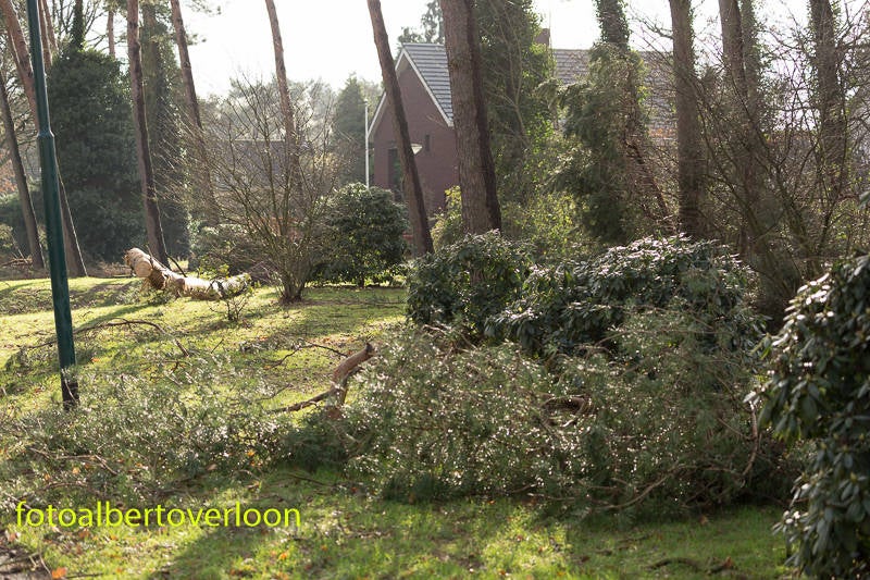 Veelomgewaaidebomendoorstorm-4.jpg