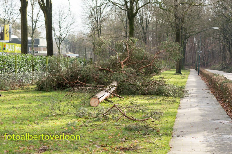 Veelomgewaaidebomendoorstorm-5.jpg