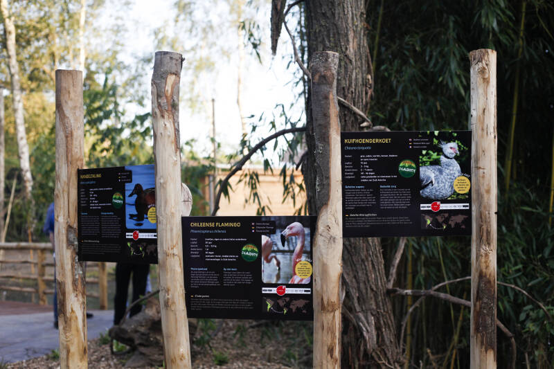 ZooParcopentnieuwevolieremetkomstChileenseflamingos6.jpg
