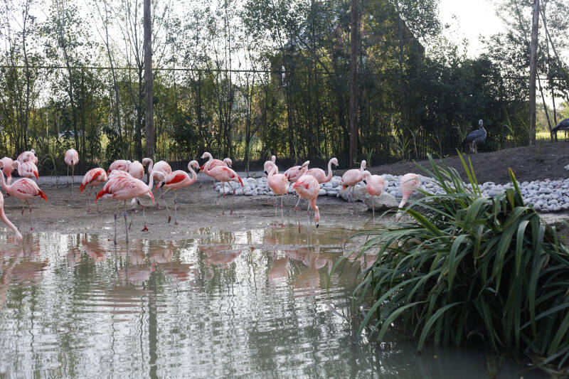 ZooParcopentnieuwevolieremetkomstChileenseflamingos7.jpg