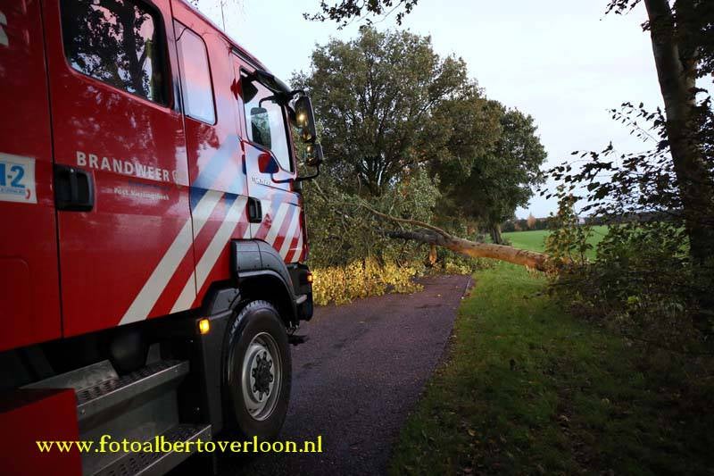boomoverdewegsiberieoverloon23-10-20133.jpg