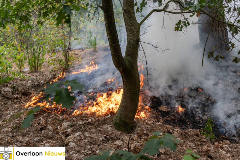 bosbrand-in-overloon-snel-onder-controle-24-07-2026-04-standard.jpg