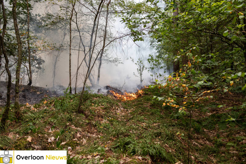 bosbrand-in-overloon-snel-onder-controle-24-07-2026-05-standard.jpg