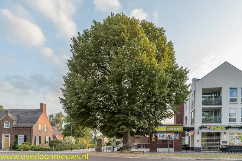 brandweerblustbrandjeinhollelindeboom10-08-2019-6-standard.webp
