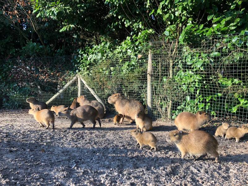 capybaras2.jpg