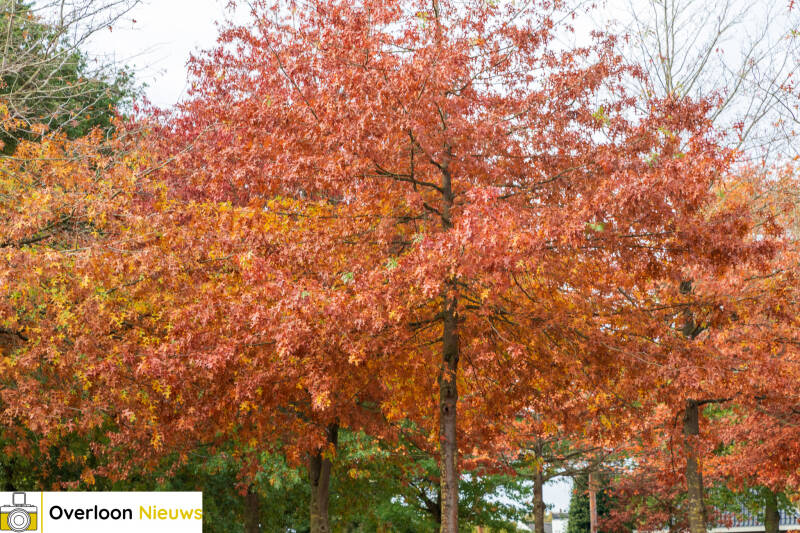 de-herfst-tovert-overloon-om-tot-een-kleurrijk-landschap-18-10-2025-48-standard.jpg