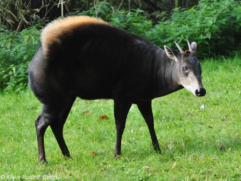 geelrugduiker-standard.jpg