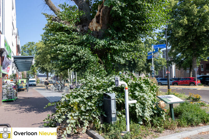 grote-tak-breekt-uit-monumentale-lindeboom-11-07-2026-02-standard.jpg