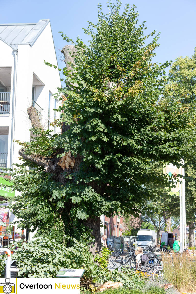 grote-tak-breekt-uit-monumentale-lindeboom-11-07-2026-08-standard.jpg