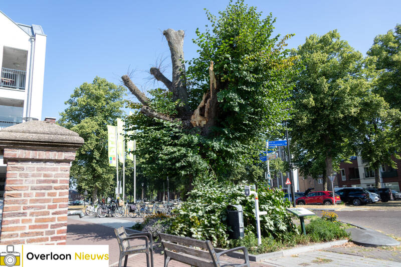 grote-tak-breekt-uit-monumentale-lindeboom-11-07-2026-09-standard-jg3zer.jpg