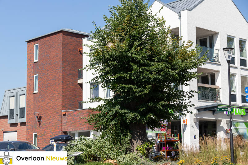 grote-tak-breekt-uit-monumentale-lindeboom-11-07-2026-15-standard-vhgynx.jpg