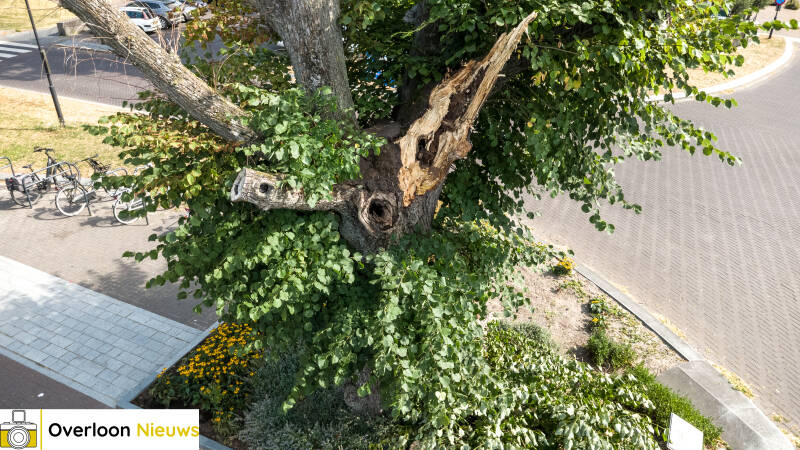 grote-tak-breekt-uit-monumentale-lindeboom-12-07-2026-1-standard-ttd051.jpg