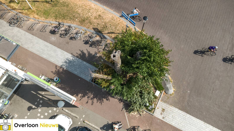 grote-tak-breekt-uit-monumentale-lindeboom-12-07-2026-2-standard-sxgo4v.jpg
