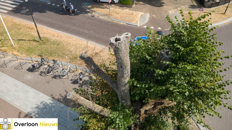 grote-tak-breekt-uit-monumentale-lindeboom-12-07-2026-3-standard-h7tblq.jpg