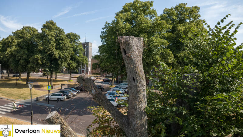 grote-tak-breekt-uit-monumentale-lindeboom-12-07-2026-4-standard-x13p9p.jpg