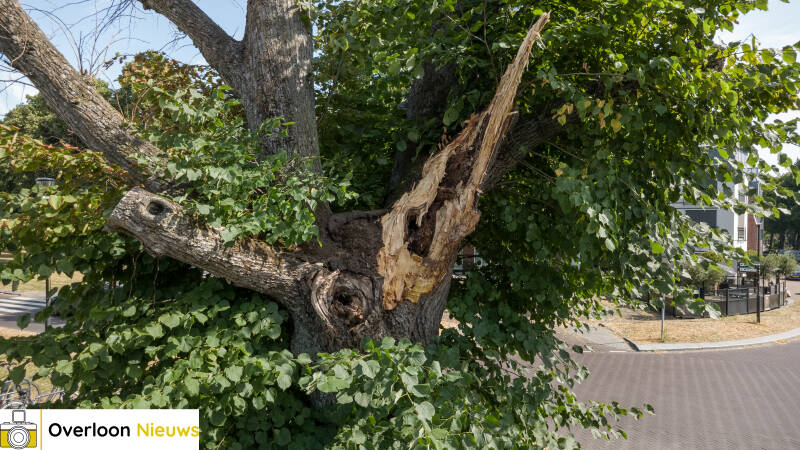 grote-tak-breekt-uit-monumentale-lindeboom-12-07-2026-5-standard-9866wm.jpg