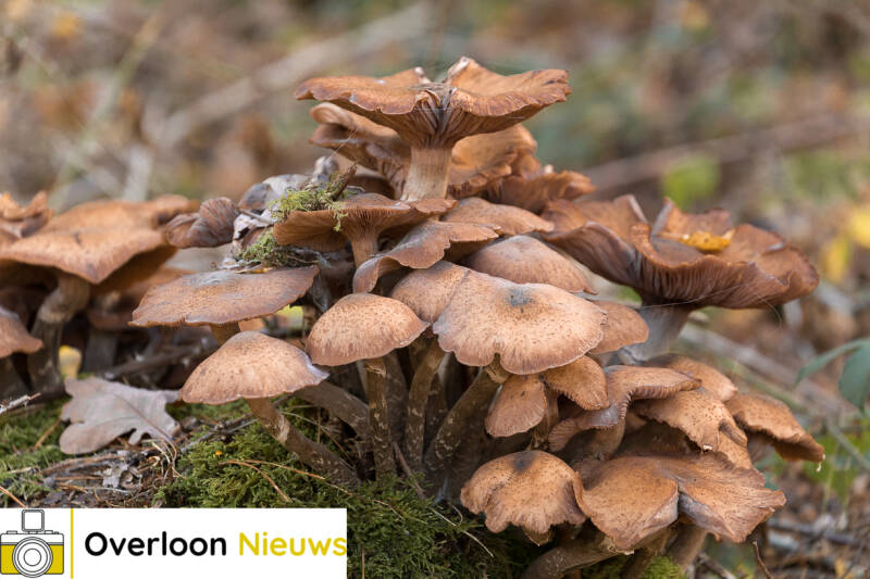 herfstfotosgemaaktinhetbosvanOverloon31-10-2020---11.jpg