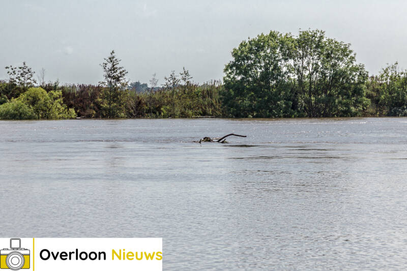 hoogwaterMaas17-07-2021-7.jpg