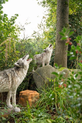ijstijd-in-zooparc-2-standard.jpg