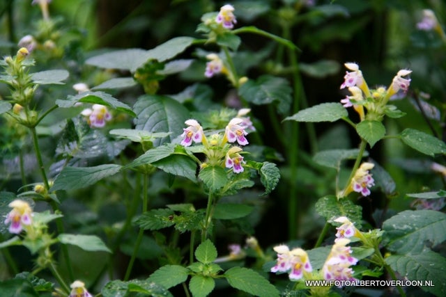 Bos- en heidewandeling  Overloon 16-08-2011 (45).JPG