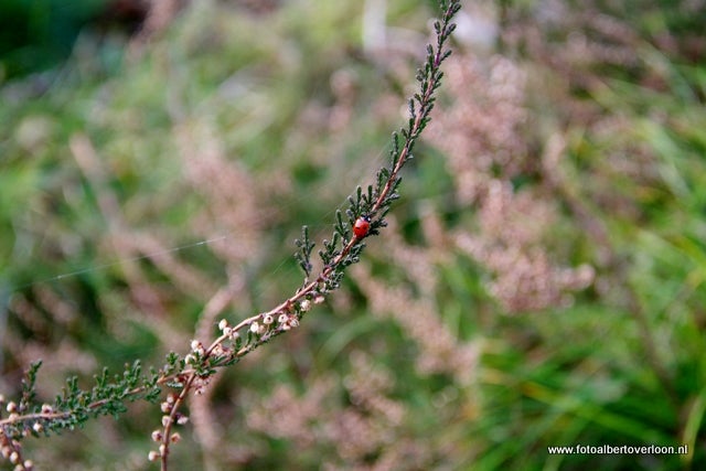 Natuurwerkdag in overloon 05-11-2011 (44).JPG