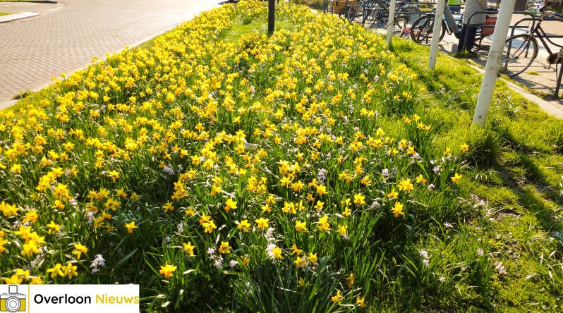 krokussen-zorgen-voor-kleurrijke-lentesfeer-in-overloon-22-03-2026-4-standard.jpg