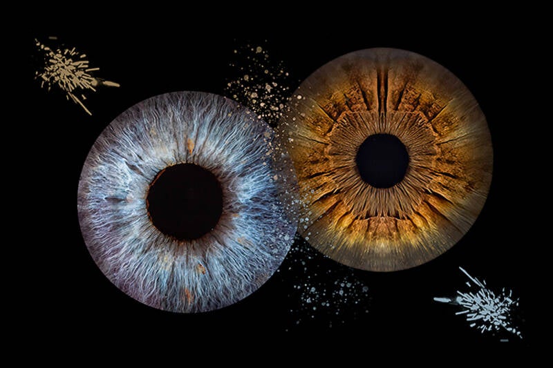 martien-van-dommelen-iris-standard-tbkvd8.jpg