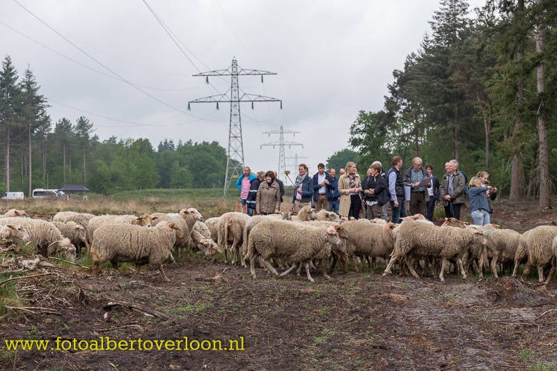 opleveringHeideprojectonderHoogspanningsnetwerkvanTenneT29.jpg