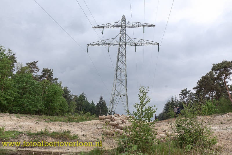 opleveringHeideprojectonderHoogspanningsnetwerkvanTenneT44.jpg