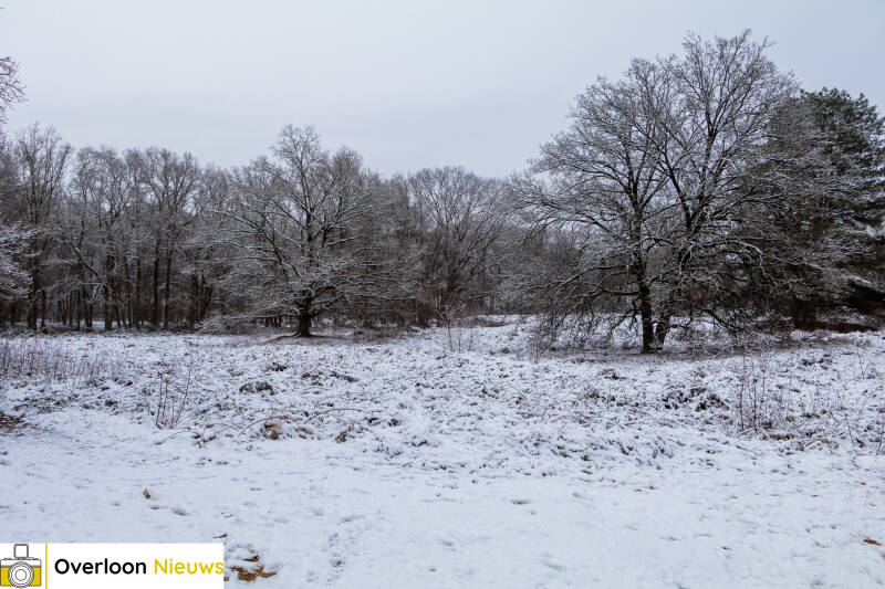 overloon-in-winterse-sferen_-sneeuw-transformeert-landschap-in-winterwonderland-09-01-2025-0a-03-standard.jpg