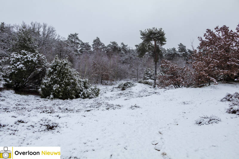 overloon-in-winterse-sferen_-sneeuw-transformeert-landschap-in-winterwonderland-09-01-2025-0a-25-standard.jpg
