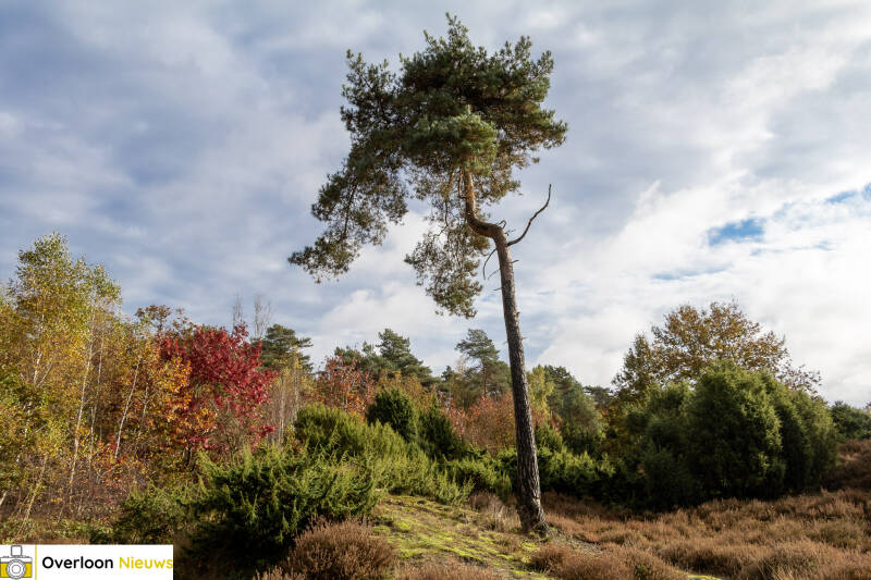 overloonsche-natuur-27-10-2024-16-standard-ydss8r.jpg
