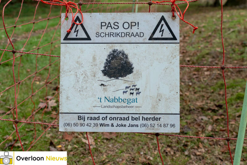 schaapskudde-houdt-overloonse-heide-in-topconditie-16-10-2026-09-standard.jpg