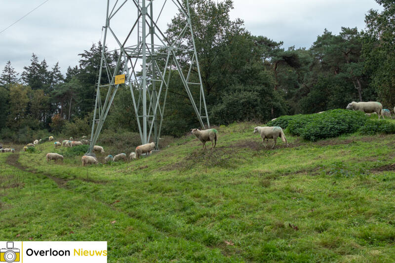 schaapskudde-houdt-overloonse-heide-in-topconditie-16-10-2026-11-standard.jpg