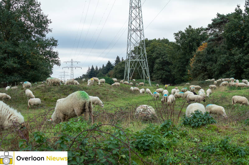 schaapskudde-houdt-overloonse-heide-in-topconditie-16-10-2026-12-standard.jpg