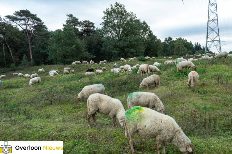 schaapskudde-houdt-overloonse-heide-in-topconditie-16-10-2026-13-standard.jpg